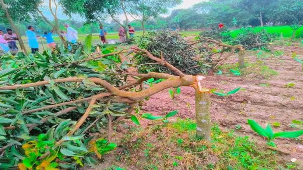 দিনাজপুরে এক রাতেই কাটা হলো ২৯৬ আমগাছ, দুর্বৃত্তদের তাণ্ডব