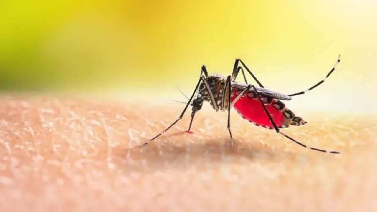 ডেঙ্গু আক্রান্ত হয়ে আরও ২ জনের প্রাণহানি, হাসপাতালে ৭২৩