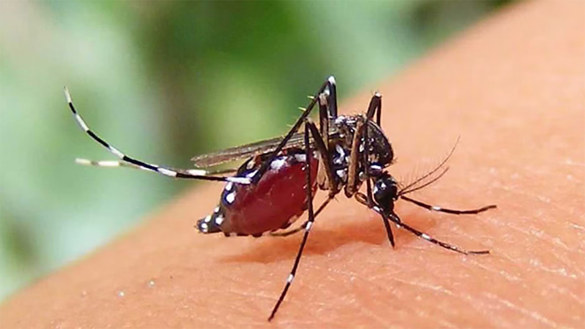 ডেঙ্গুতে আরও ৪ জনের মৃত্যু, হাসপাতালে ১১৬৩