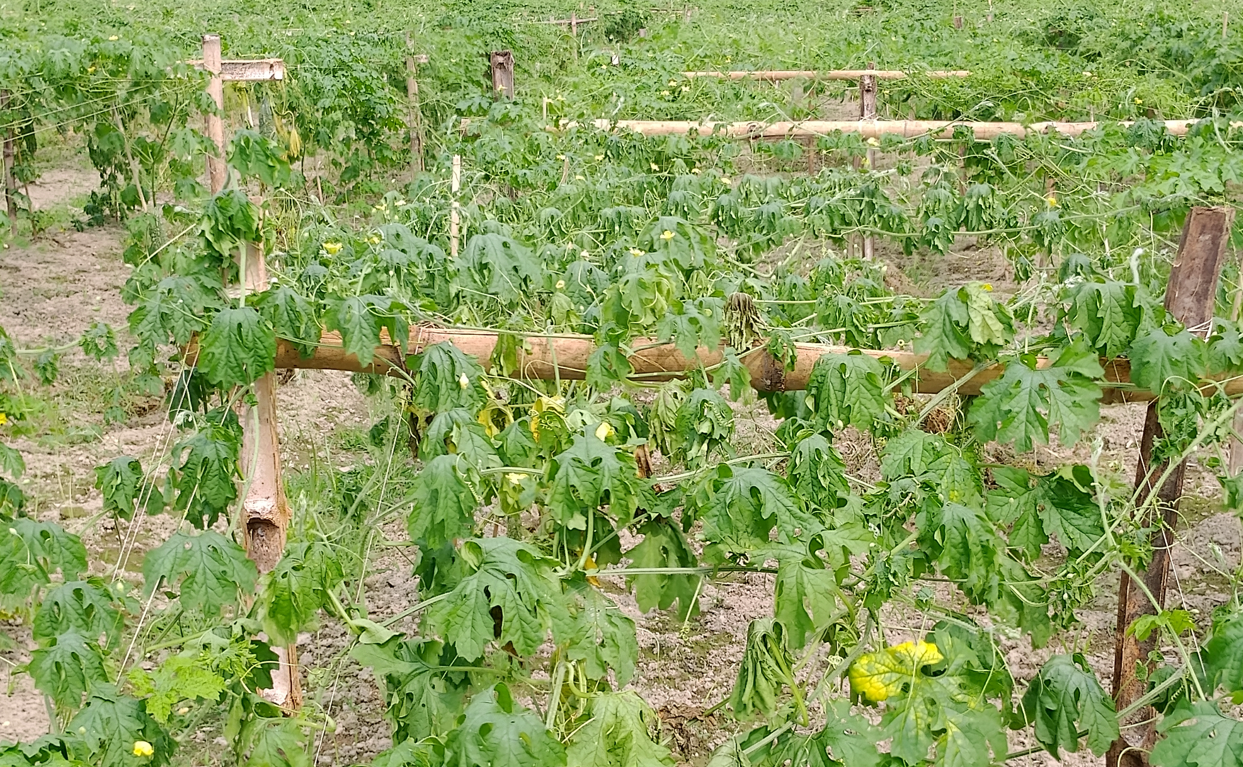 ভাইরাসের থাবায় রুহিয়ার সবজি ক্ষেত: পুঁজি হারানোর শঙ্কায় কৃষক