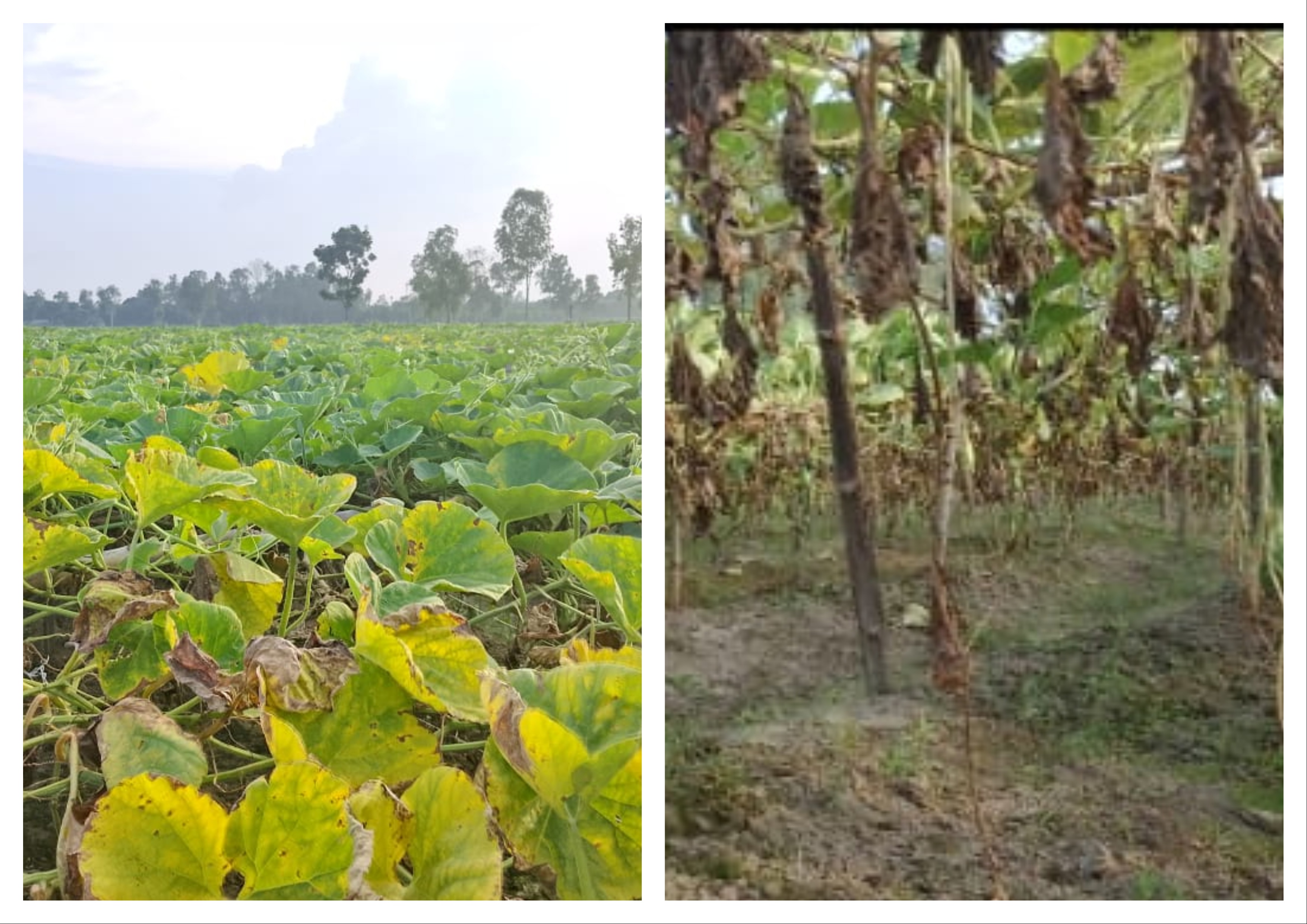 লাউ বিক্রি ৪০ হাজার, খরচ ১ লাখ ৫০ হাজার: পচন রোগে দিশেহারা রুহিয়ার কৃষক
