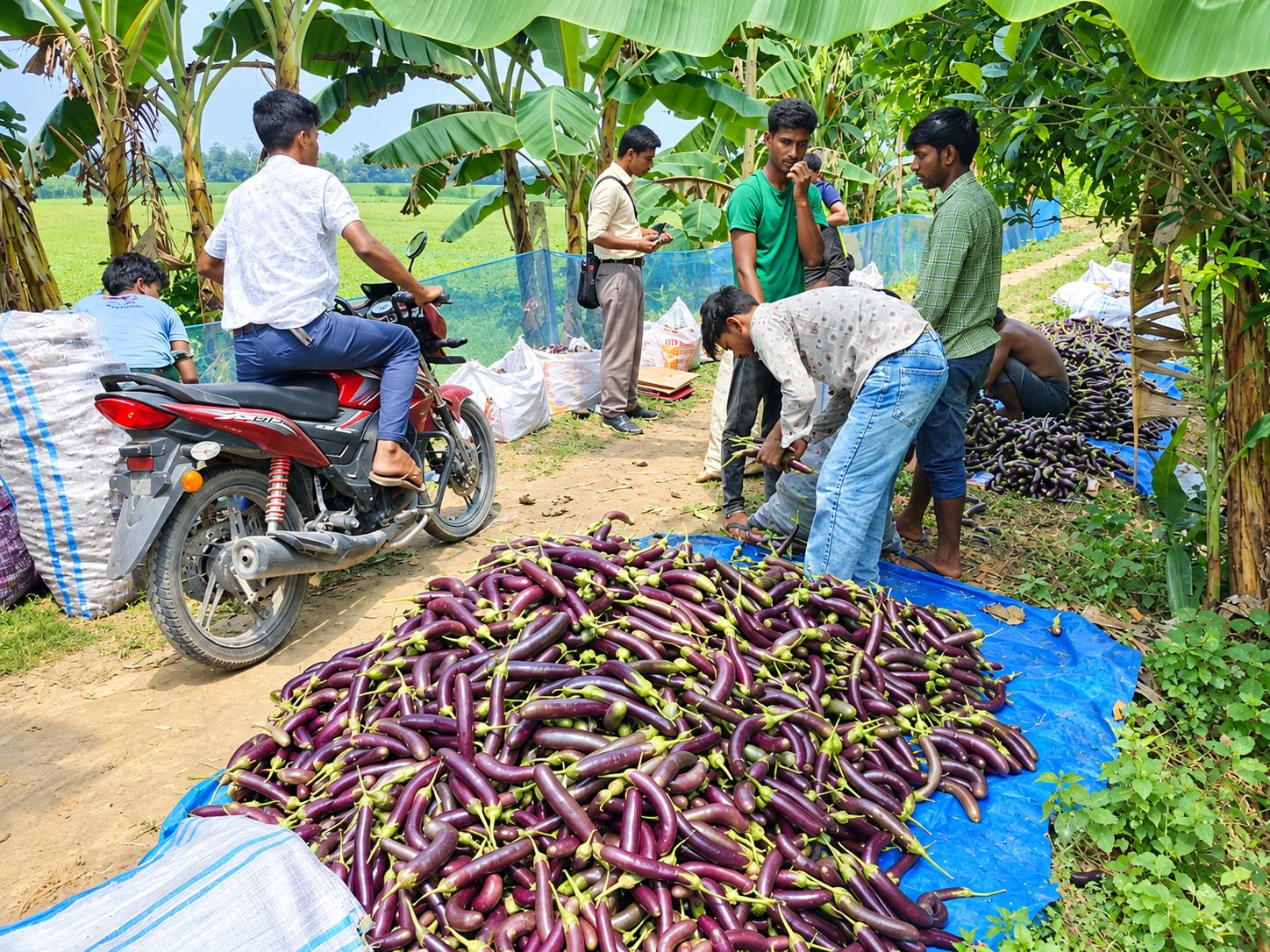 রুহিয়ায় লাল তীর বেগুন চাষে বাম্পার ফলন, লাভের মুখে কৃষকরা