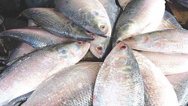 দুর্গাপূজা উপলক্ষে ইলিশ চায় ভারত, নিষেধাজ্ঞা প্রত্যাহারের আহ্বান