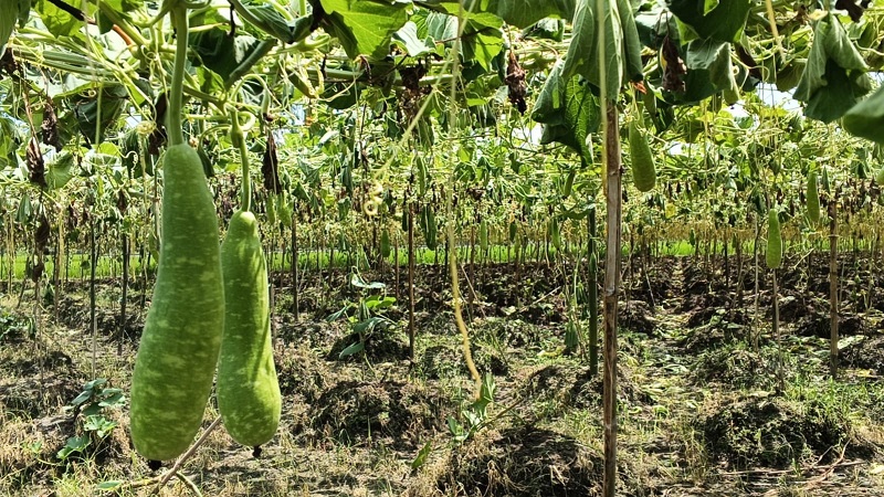 রুহিয়ায় জমি নিয়ে দ্বন্দ্বে ফলন্ত লাউ গাছ নিধন, পাল্টাপাল্টি অভিযোগ
