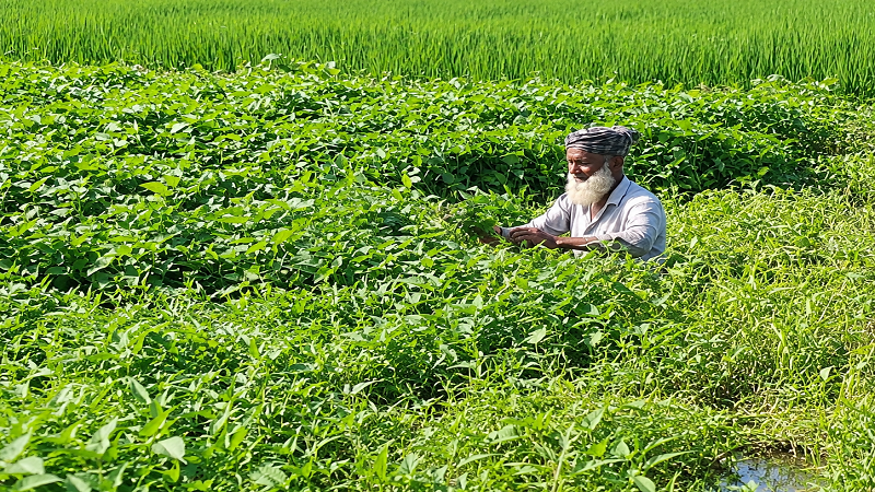 অল্প পুঁজি আর পরিশ্রমে পরিত্যক্ত পুকুরে কলমি শাক চাষে সফলতা