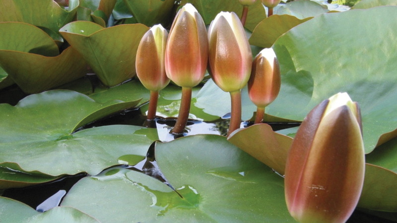 ইসির প্রতীক তালিকায় যুক্ত হলো ‘শাপলা কলি’