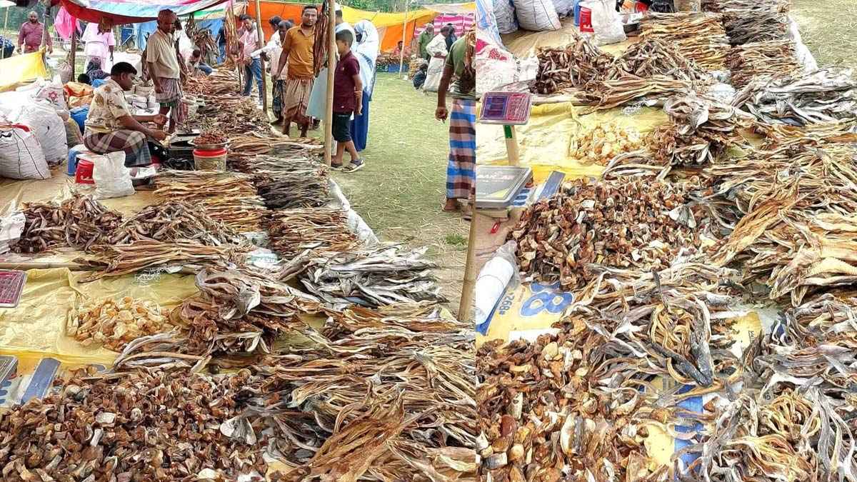 শুঁটকিতে মাইক্রোপ্লাস্টিক, লইট্টা-চিংড়িতে বেশি