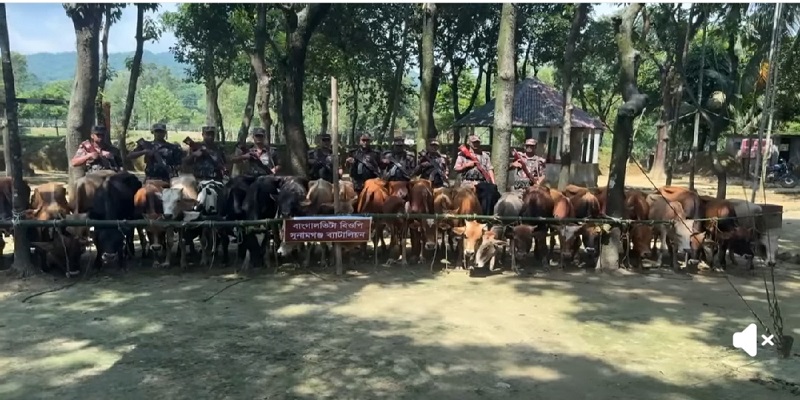 মধ্যনগরে বিজিবি টহল দলের উপর চোরাকারবারীদের হামলা বিজিবি সদস্য আহত