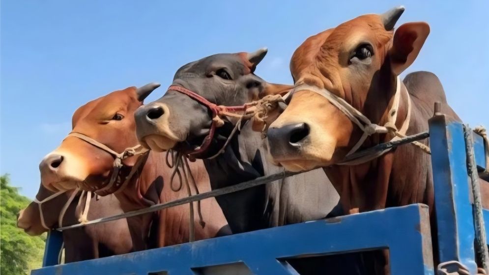 র‍্যাব পরিচয়ে ৩০ গরুসহ ট্রাক ডাকাতি
