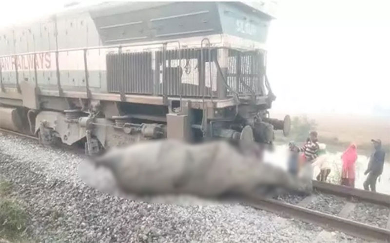 ভারতে ট্রেনের ধাক্কায় ৮ হাতির মৃত্যু, লাইনচ্যুত ৫ বগি
