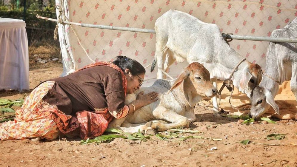 ভারতে ক্যানসার গবেষণার নামে গোবর-গোমূত্র নিয়ে তুঘলকি কাণ্ড,