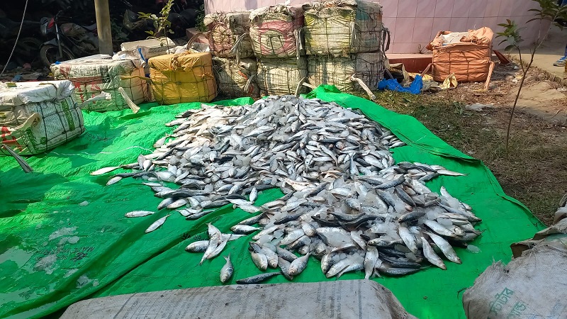 নোয়াখালীতে ২৫০০ কেজি জাটকা ইলিশ জব্দ