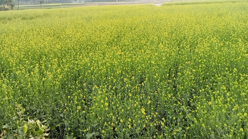 যশোরের শার্শার সরিষা চাষে চাষিদের স্বপ্ন পূরণ