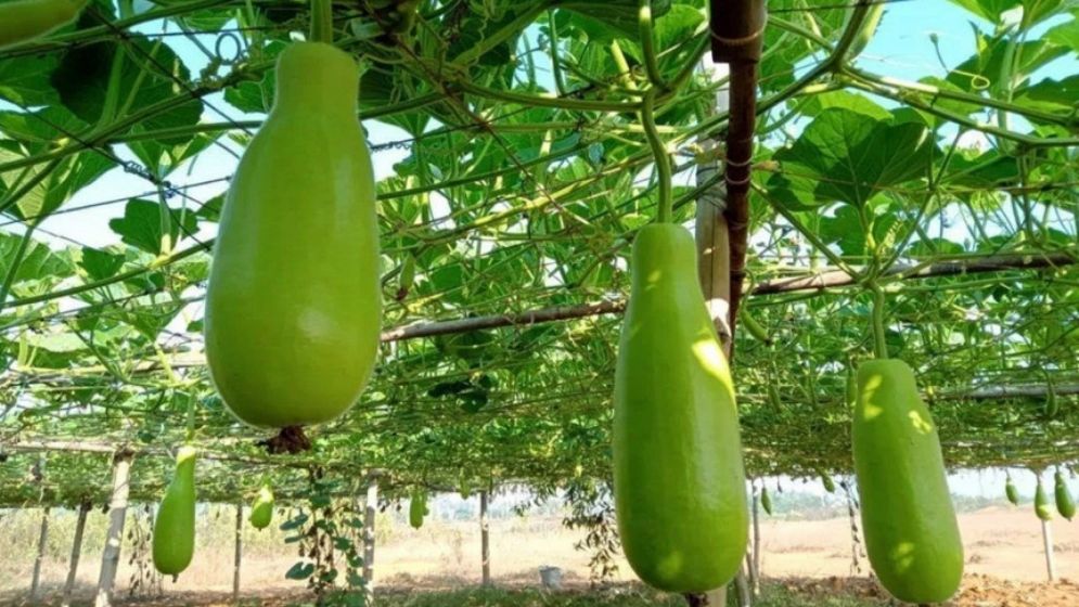 ত্বকের উজ্জ্বলতা বাড়ায়, আরও যেসব উপকার করে লাউ
