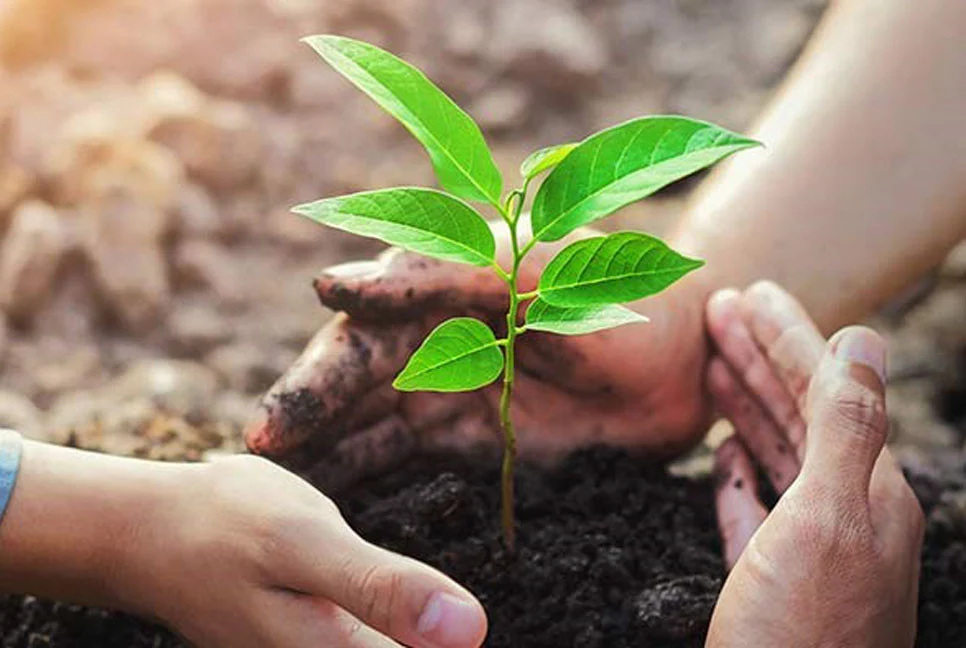 সরকারের উদ্যোগ: পাঁচ বছরে লাগানো হবে ২৫ কোটি গাছ