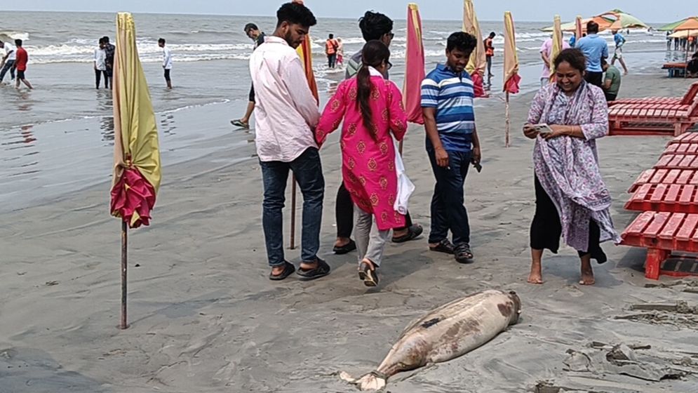 উপকূলে একের পর এক ভেসে উঠছে মৃত ডলফিন, দুশ্চিন্তা বাড়ছে
