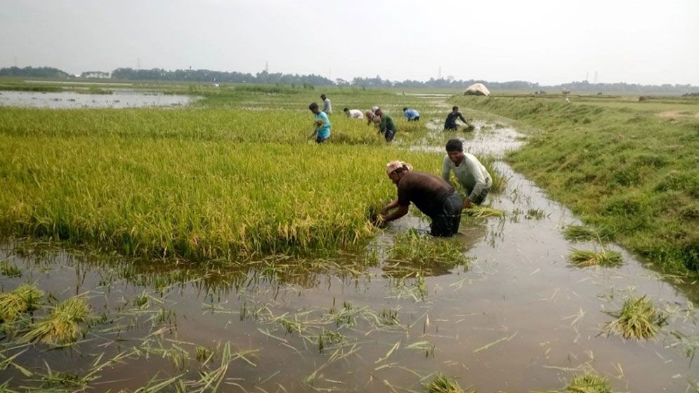 হাওরে ধান গিয়ে কাটতে বজ্রপাতে ৪ জন কৃষকের মৃত্যু