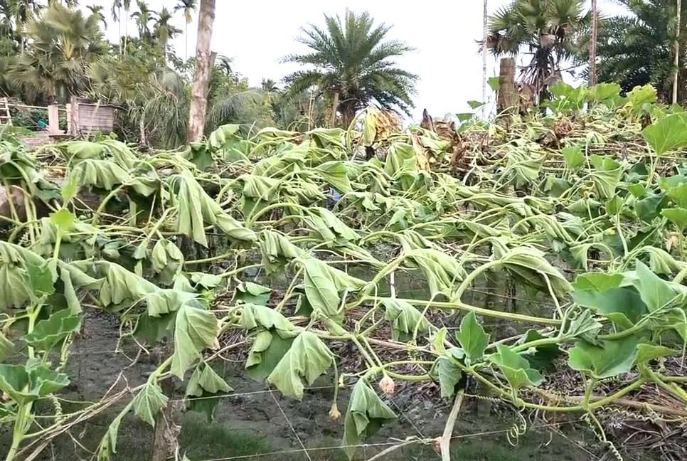 রুহিয়ায় কৃষকের স্বপ্নভঙ্গ: রাতের আঁধারে উপড়ে ফেলা হলো মিষ্টি কুমড়া খেত