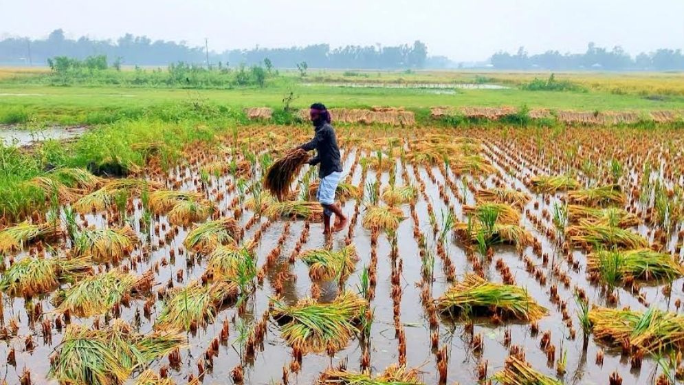 ‘সব শেষ’, ফসল হারিয়ে হতাশায় কৃষক পরিবার