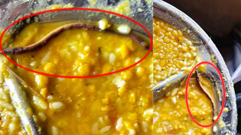 স্কুলের খাবারে মিললো ‘মরা সাপ’, হাসপাতালে শতাধিক শিক্ষার্থী