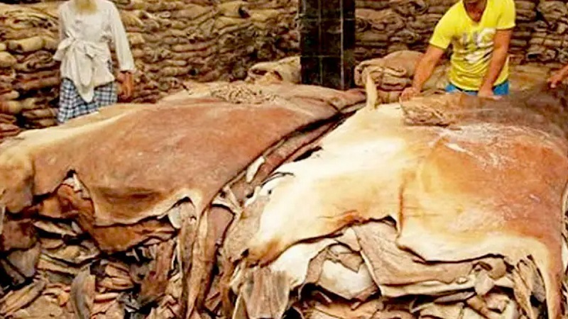 দেশে কুরবানির পশুর চামড়ার দাম নির্ধারণ