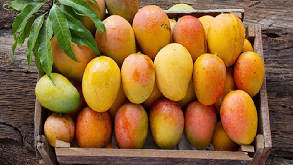প্রতিদিন আম খেলে যেসব উপকার পাবেন
