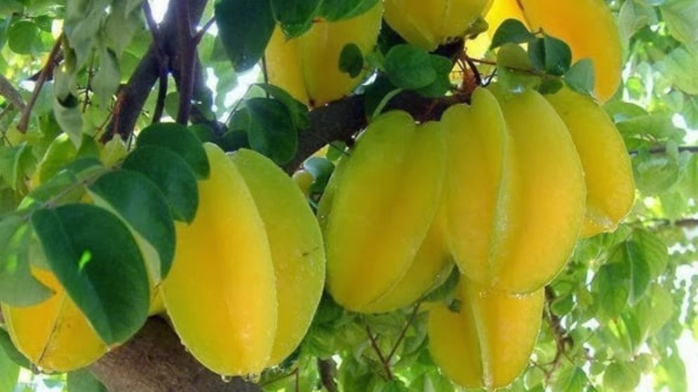 ডায়াবেটিস নিয়ন্ত্রণে খান কামরাঙা