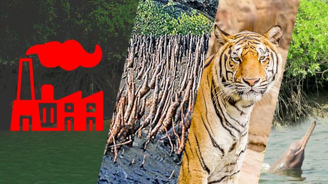 রামপালসহ সব কারখানা পুরোদমে চালুর আগেই সুন্দরবনের ক্ষতি শুরু