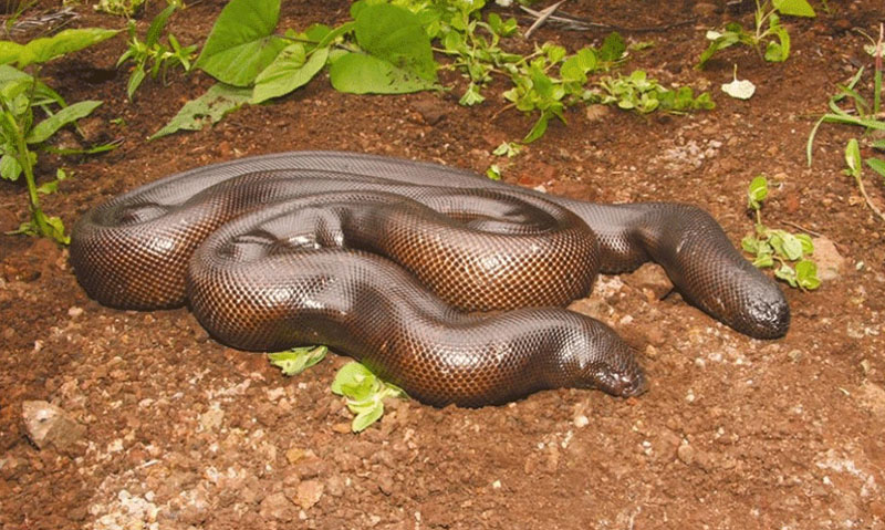 দু'মুখো সাপ বিক্রির চেষ্টা, আটক ৩