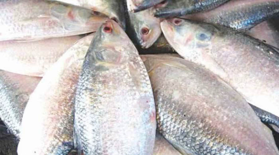 বাজারে পাওয়া যাচ্ছে ডিমওয়ালা ইলিশ