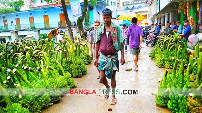 বান্দরবানে কলা চাষীদের মূখে তৃপ্তির হাসি