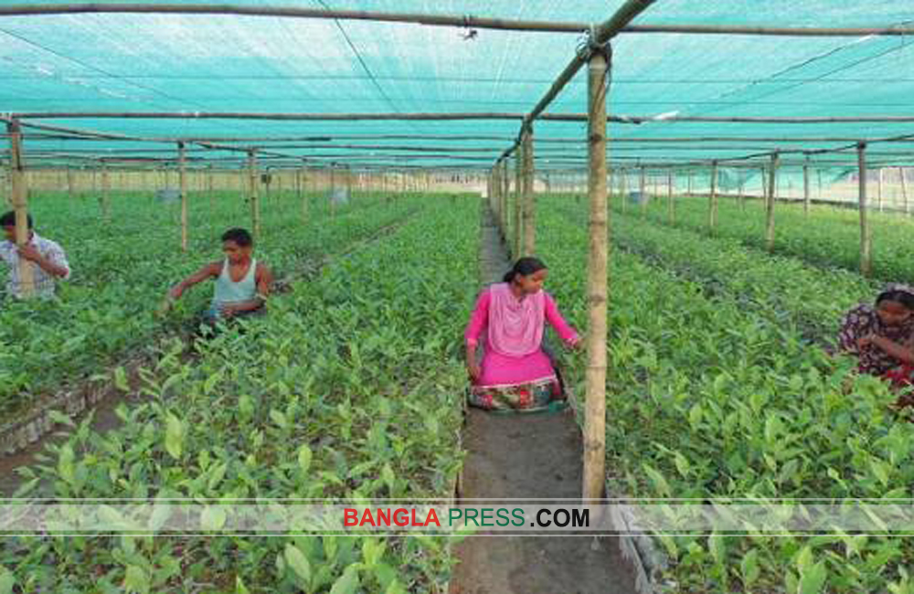 তামাকের রাজ্যে চা বিপ্লবের সম্ভাবনা