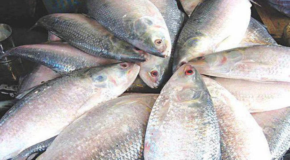 আসছে পয়লা বৈশাখ বাজারে ইলিশের দাম তিন গুন