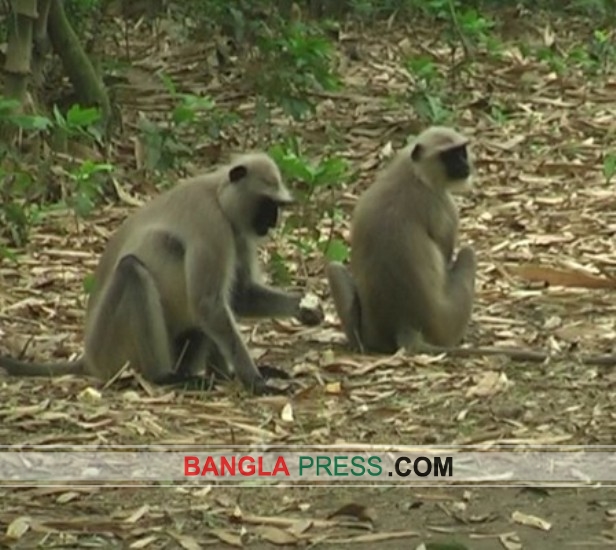 মেহেরপুরে ফসল নষ্ট করছে হনুমান