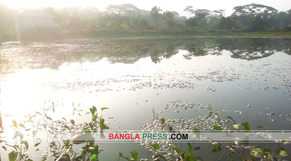 পুকুরে বিষ দিয়ে ৬ লাখ টাকার মাছ নিধন