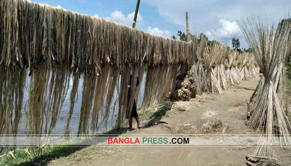 ন্যায্যমূল্য থেকে বঞ্চিত পাটচাষীরা!
