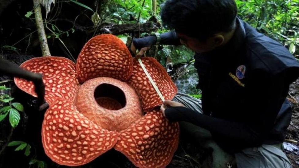 ইন্দোনেশিয়ায় খোঁজ মিলল সবচেয়ে বড় ফুলের