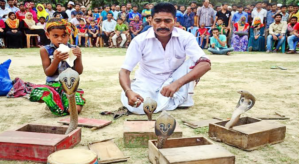 গ্রামবাংলার ঐতিহ্যবাহী সাপ খেলা এখন শুধুই স্মৃতি