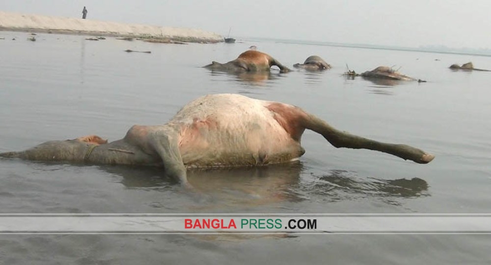 ব্রক্ষপুত্র চরে শত শত ভারতীয় মরা গরু, পরিবেশের ব্যাপক ক্ষতি