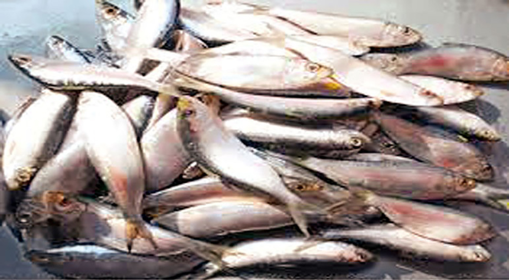 মুন্সীগঞ্জ সদরের চরাঞ্চল থেকে ৫৬০ কেজি জাটকা জব্দ