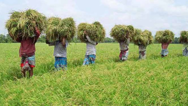 হাওর অঞ্চলের ৬২ শতাংশ বোরো ধান কাটা শেষ হয়েছে