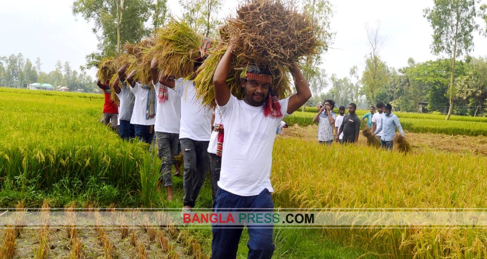 ধুনটে স্বেচ্ছাশ্রমে কৃষকের ধান কেটে দিল ছাত্রলীগ