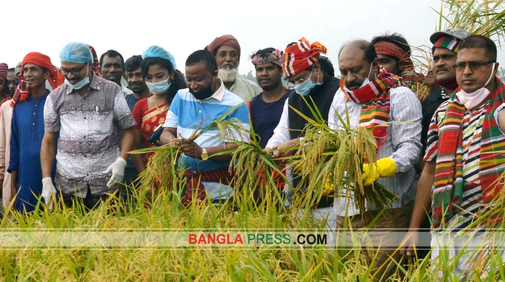 ধুনটে কৃষক লীগের স্বেচ্ছাশ্রমে ধান কাটার উদ্বোধন