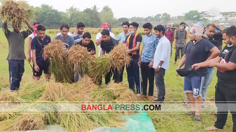 পাবনায় কৃষকের ধান কেটে দিলো ছাত্রলীগ
