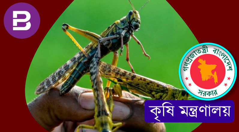 টেকনাফের পোকা পঙ্গপাল নয় : কৃষি মন্ত্রণালয়