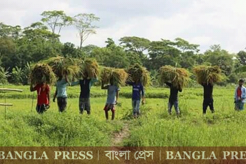 কৃষ‌কের ধান‌কে‌টে দি‌লেন জ‌বি ছাত্রলীগ নেতা আকতার