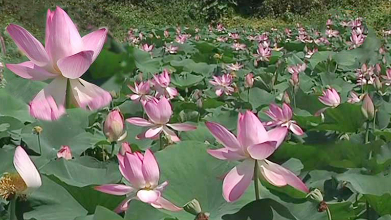 স্নিগ্ধতার রঙয়ে যেন একাকার প্রকৃতি