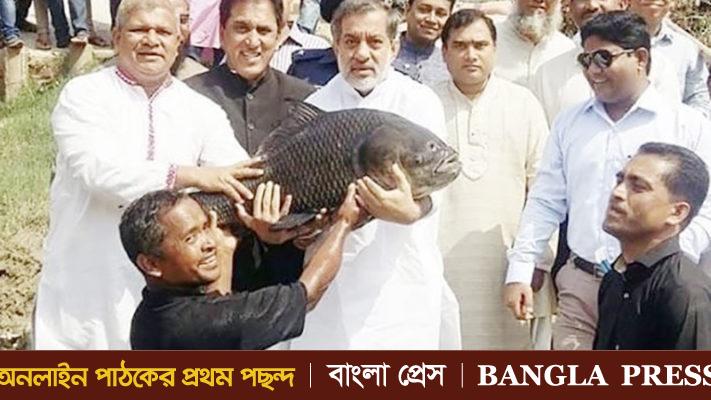 হালদায় ডিম ছেড়েছে মা মাছ, জেলেদের মুখে হাসি