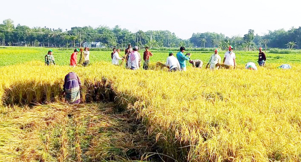 কৃষকের জমির ধান কেটে ঘরে তুলে দিল ফরিদপুর জেলা কৃষকলীগ