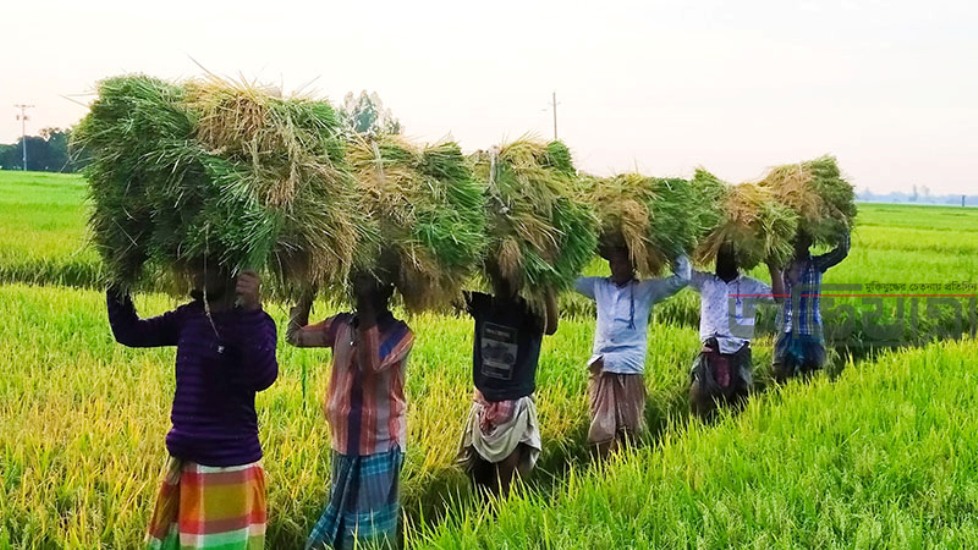 হাওরের ৯০ শতাংশ ধান কাটা শেষ : কৃষিমন্ত্রী